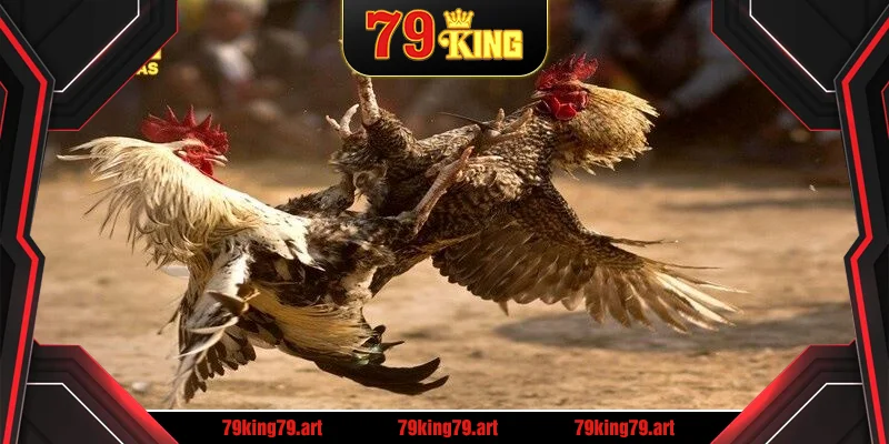 Đá gà đòn là thể loại thu hút đông đảo tại trực tiếp đá gà 88