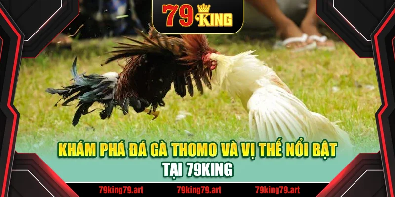 Khám phá đá gà thomo và vị thế nổi bật tại 79King